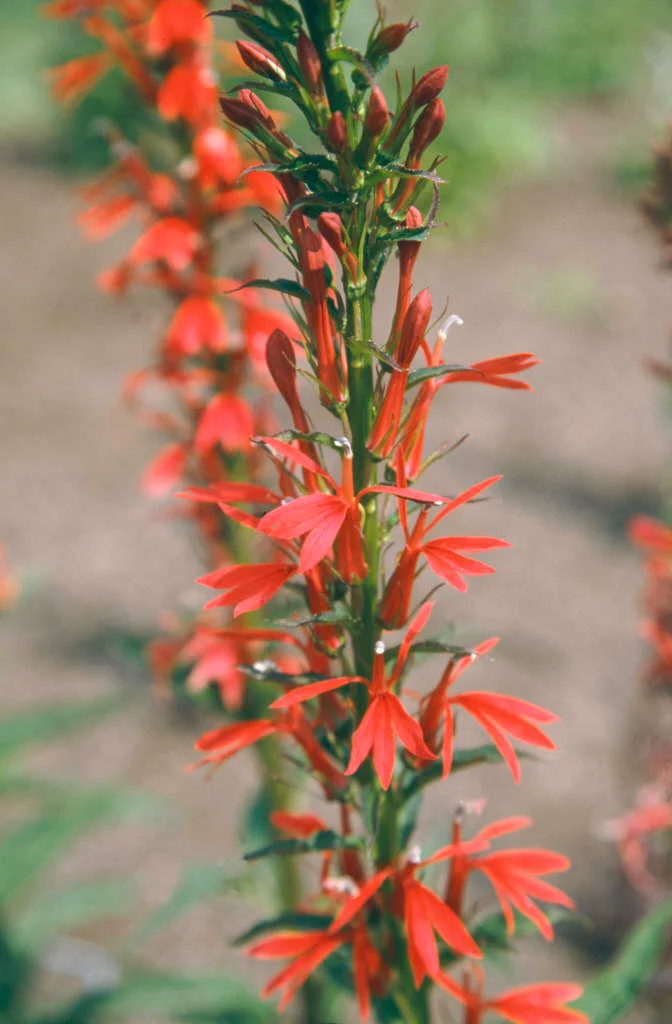 <p><em>Lobelia cardinalis</em> hardiness</p>