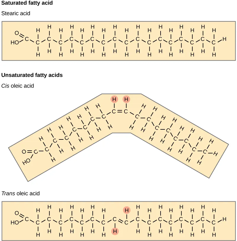 <ul><li><p>Saturated = hydrogenated</p></li><li><p>Unsaturated = CC double bond</p></li><li><p>Cis = Hydrogens on the same side = liquid (soluble)</p></li><li><p>Trans = Hydrogens on opposite sides = solid</p></li></ul><p></p>