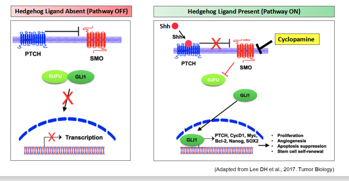 <p>This starts with a SHH ligand binding to the receptor and this triggeres Gli proteins to move into the cell nucleus and turns genes off/on to guide cellular growth </p>