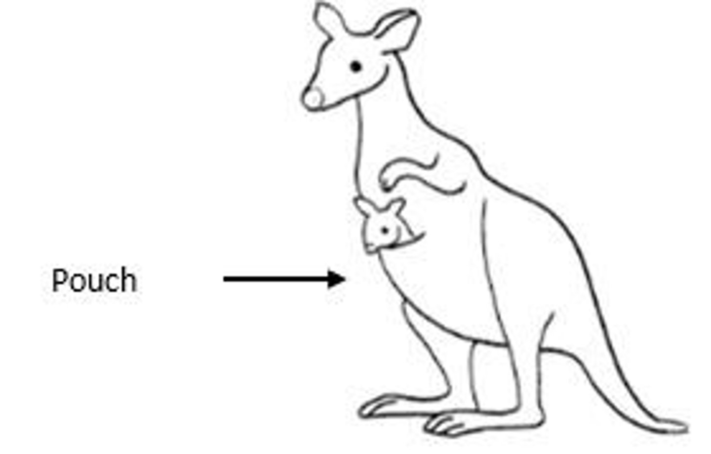 <p>The reproductive strategy where the embryo and foetus develop in eggs inside the parent, and the offspring are born live.</p>
