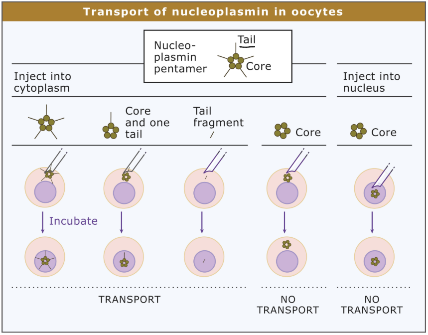 <ol><li><p>Entire protein can be taken up into nuclei </p></li><li><p>Tail is required AND sufficient for uptake </p><ol><li><p>Head is NEITHER required nor sufficient </p></li></ol></li><li><p>Start cutting off amino acids @ end of tail (C-terminal) until the shortened protein no longer enters the nucleus (= NLS = REMOVED → protein no longer enters nucleus)</p><ol><li><p>Defines nuclear localization signal (NLS)</p></li></ol></li></ol><p></p>