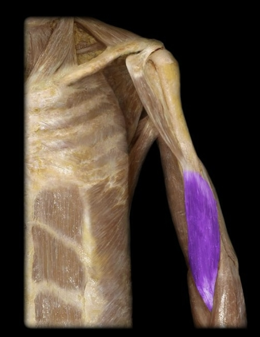 <p>Fused tightly to the bone</p>