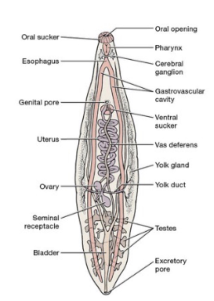 <p>Hydrostatic skeleton</p>