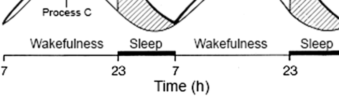 <ul><li><p>interaction of Process C & Process S </p></li><li><p>smaller gap between the two processes means a smaller desire for sleep </p></li></ul><p></p>