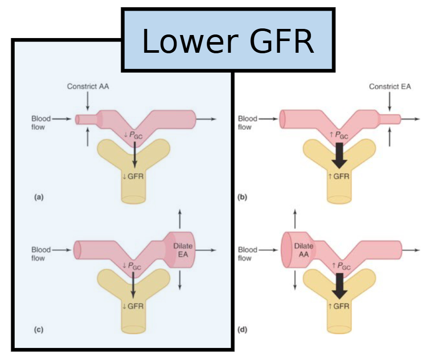 <p>Lower GFR (<60) indicates chronic kidney disease (CKD) or failure</p>