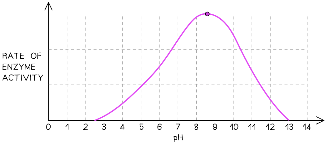 <p>Denaturation occurs when the pH is not optimal</p>