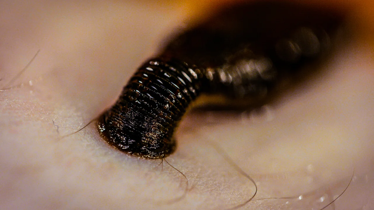 <p>a symbiotic relationship in which one organism benefits at the expense of another organism</p>