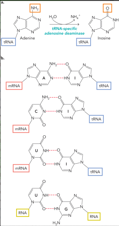 <ul><li><p>A-I</p></li><li><p>C-I</p></li><li><p>U-I</p></li><li><p>U-G</p></li></ul><p>inosine is mostly found in tRNA (very rare in mRNA)</p><p></p>