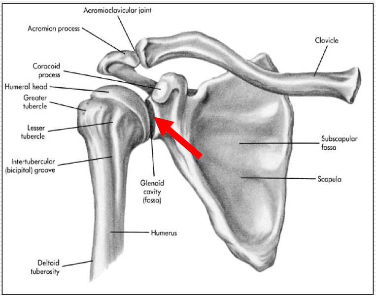 <ul><li><p>Glenoid Fossa of Scapula</p></li><li><p>Head of Humerus</p></li></ul><p>Enarthrodial (multiaxial ball and socket)</p><ul><li><p>All motions in all planes</p></li></ul><p>Large ROM</p><ul><li><p>Decreased bony stability</p></li><li><p>Stability enhanced by:</p><ul><li><p>Glenoid Labrum</p></li><li><p>Glenohumeral Ligaments</p></li><li><p>Rotator Cuff Muscles</p></li></ul></li></ul><p></p>