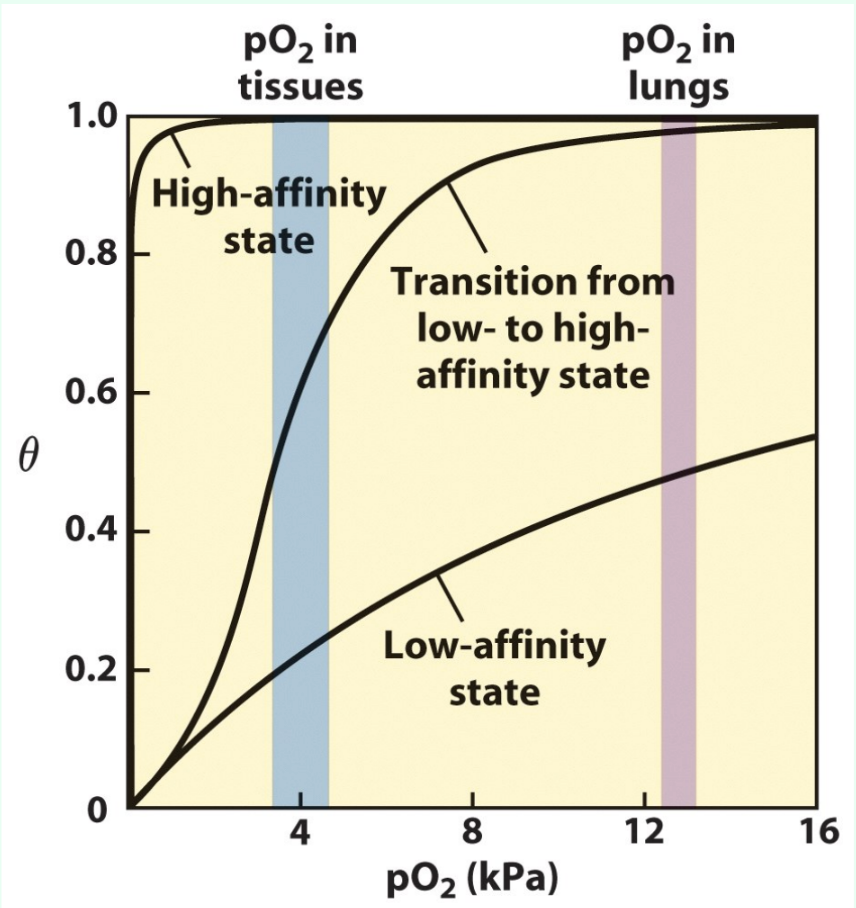 <p>What’s the key difference between K<sub>d</sub> and P<sub>50</sub>?</p>