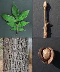 <p>Juglandaceae - Carya tomentosa</p>