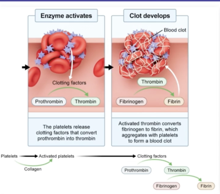 <p>Release clotting factors converting prothrombin (inactive form) into thrombin (active form) </p>