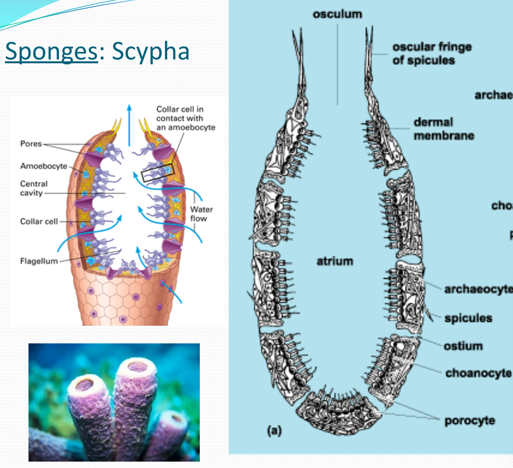 <p>Scypha is a small, tube-shaped sponge. We have two microscope slides of Scypha: a cross section and a longitudinal section</p>