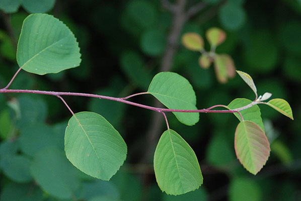 <p>alternate, thin, regularly toothed mostly on top half of leaf, flowers white and large, berries red to deep purple</p>