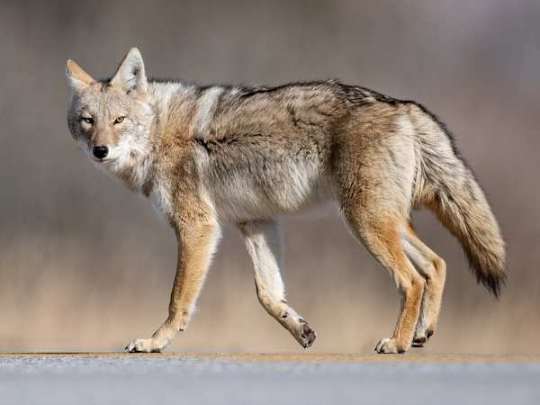 <p>Common Name: Coyote</p><p>*Must know skull </p>