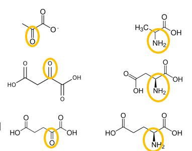<p>how does an alpha ketoacid differe from its corressponding amino acid</p>