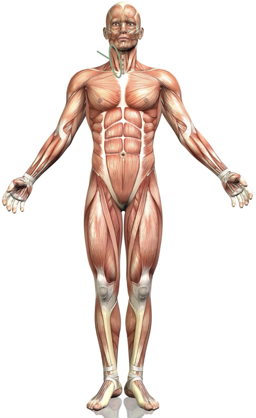 <p><strong>Name the following muscle</strong></p>