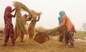 <p>manual harvesting</p>