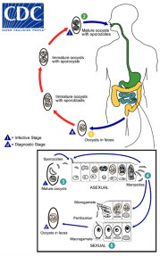 <ul><li><p>infection occurs through ingestion of sporocysts-containing oocyts (infective stage) in fecally contaminated food/water</p></li><li><p>sporocysts excyst in the small intestine and release their sporozoites which invade the epithelial cells</p></li><li><p>both asexual and sexual reproduction occurs with production of oocysts</p></li><li><p>oocysts are excreted in the stool (diagnostic stage)</p></li></ul><p></p>