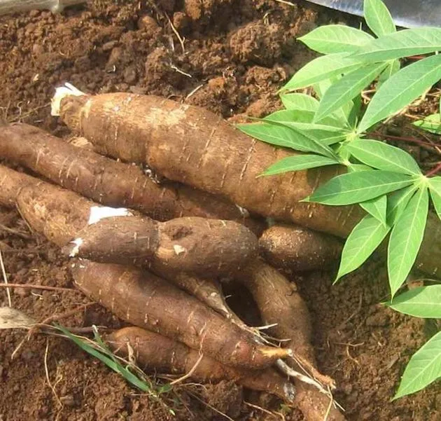 <p><strong>Common Name</strong>: Cassava</p><p><strong>Parts Used</strong>: Tubers (roots), leaves, bark</p><p><strong>Use/s</strong>: Anti-inflammatory, anti-arthritic, wound-healing and antiseptic, anti-oxidant, digestive aid</p><p><strong>Major Metabolites</strong>: <strong>Amygdalin</strong>, <strong>linamarin</strong>, <strong>lotaustralin (cyanogenic glycosides)</strong></p>