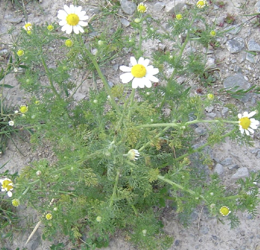 <p><strong>Plant family:</strong> Asteraceae<br><strong>Life cycle:</strong> Annual<br><strong>Key persistence/spread:</strong> Seed<br><strong>Farming systems:</strong> Pastures, pugged or disturbed soils</p><p><strong> How to identify</strong></p><p>It forms an upright, branching plant with finely divided, fern‑like leaves. The foliage resembles that of yarrow or chamomile at a glance.</p><p>The most diagnostic feature is the strong, unpleasant smell released when leaves are crushed. This odour easily separates it from similar‑looking species.</p><p>Flowers resemble small daisies with white petals and a yellow centre. Plants commonly establish in damaged pastures and persist despite grazing.</p><p>It taints milk and is poorly eaten by stock.</p>