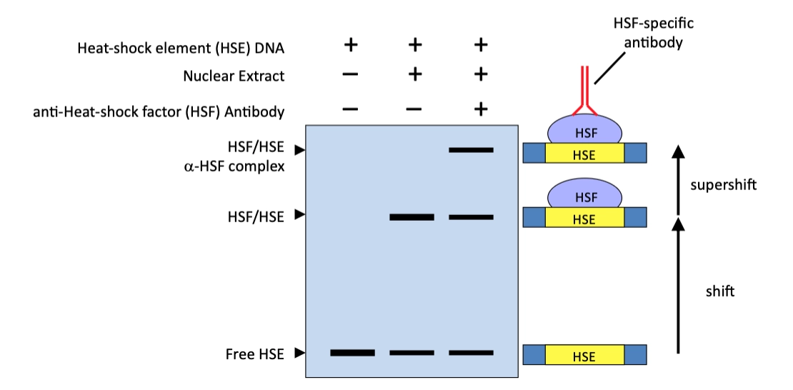 <ul><li><p>Free DNA, add some protein (eg. crude mix of different TFs)</p><ul><li><p>we then add abs against different tfs</p></li><li><p>this is a larger protein complex , this further perturbs movement through the gel, producing another shift<br></p></li></ul></li></ul><p></p>