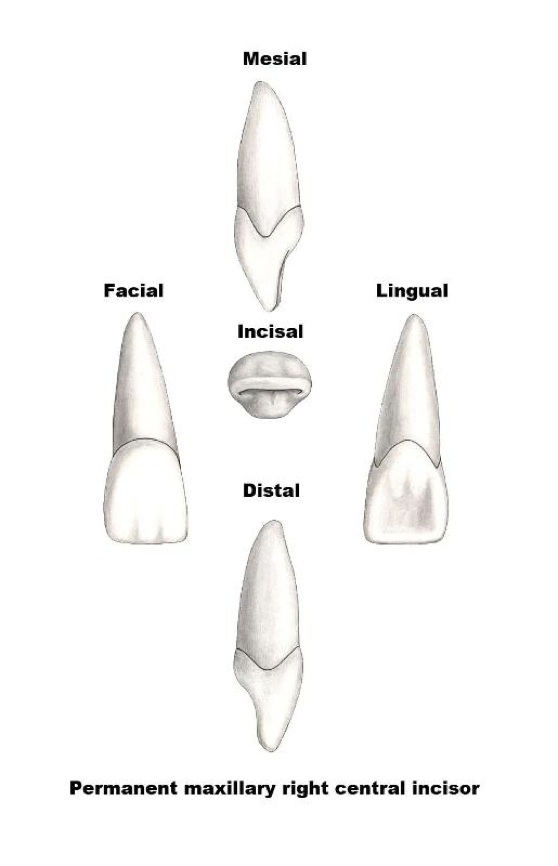 <p>4 surfaces:</p><ul><li><p>Mesial</p></li><li><p>Distal</p></li><li><p>Labial</p></li><li><p>Lingual</p></li></ul><p></p>