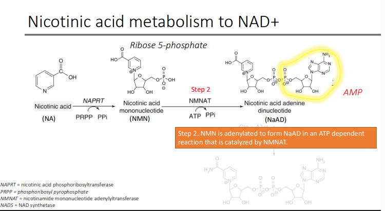 <p>NaAD</p><p>Atp</p><p>NMNAT (nicotinamide mononucleotide adenylyltransferase)</p>