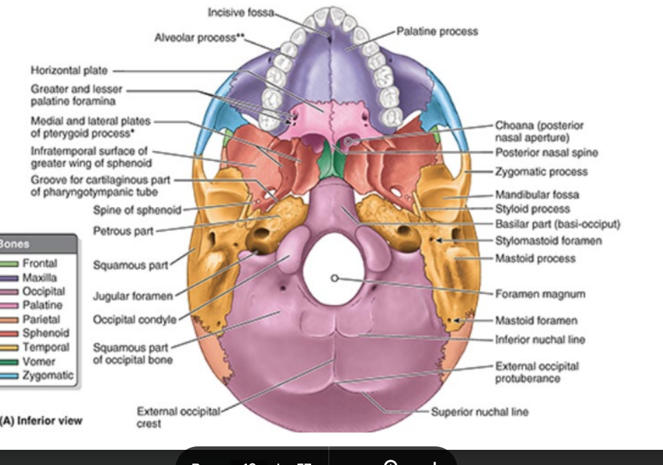 <ul><li><p>cranial base = basicranium</p></li><li><p>inf portion of neurocranium & viscerocranium</p><ul><li><p>minus mandible</p></li></ul></li></ul><p></p>