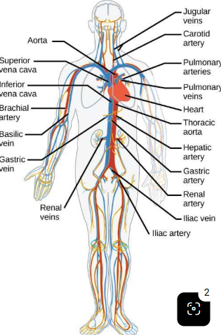 <p>Carotid artery</p>