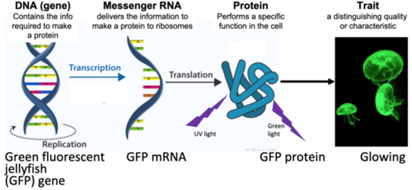 <p>transcription, translation, protein, Glowing</p>