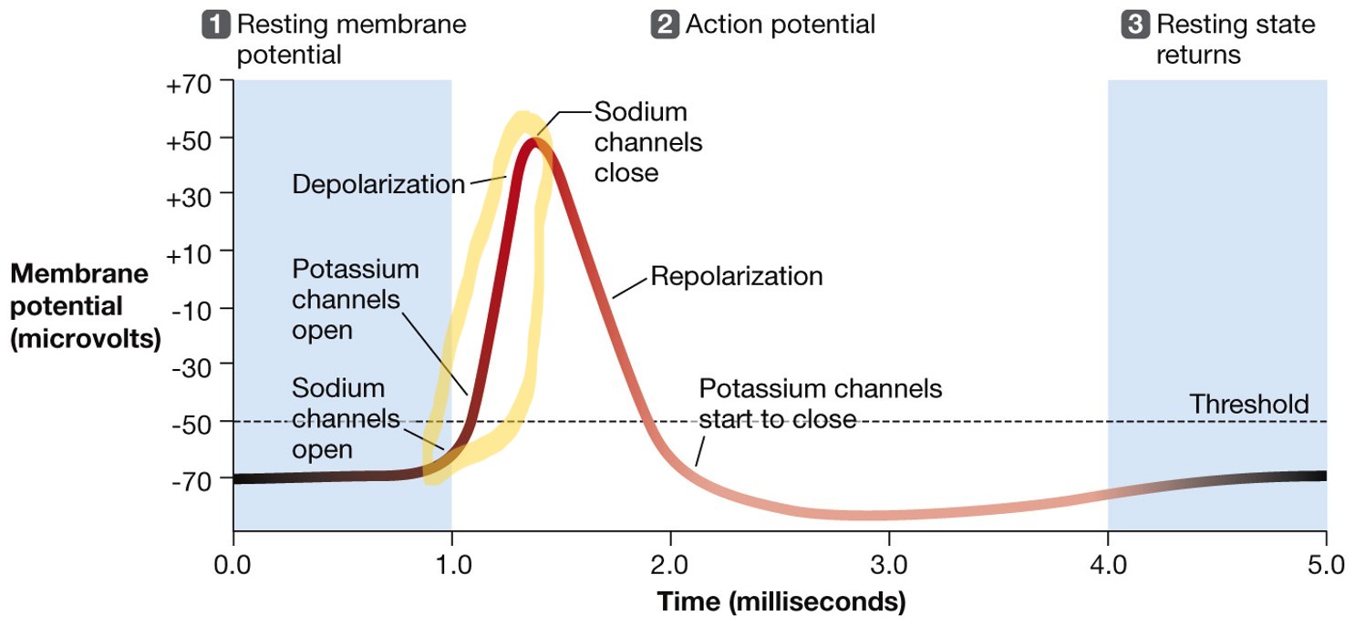 <p>Some signals received in the dendrites cause ion channels to open in the cell body, causing the polarization of the cell to decrease, and the charge to become more positive. Rapid depolarization is triggered at the threshold (-55mV) until the cell body depolarizes to +40mV, when an action potential occurs.</p>