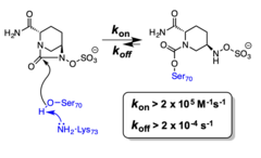 <p>they form a covalent carbamate adduct with the active-site serine</p>