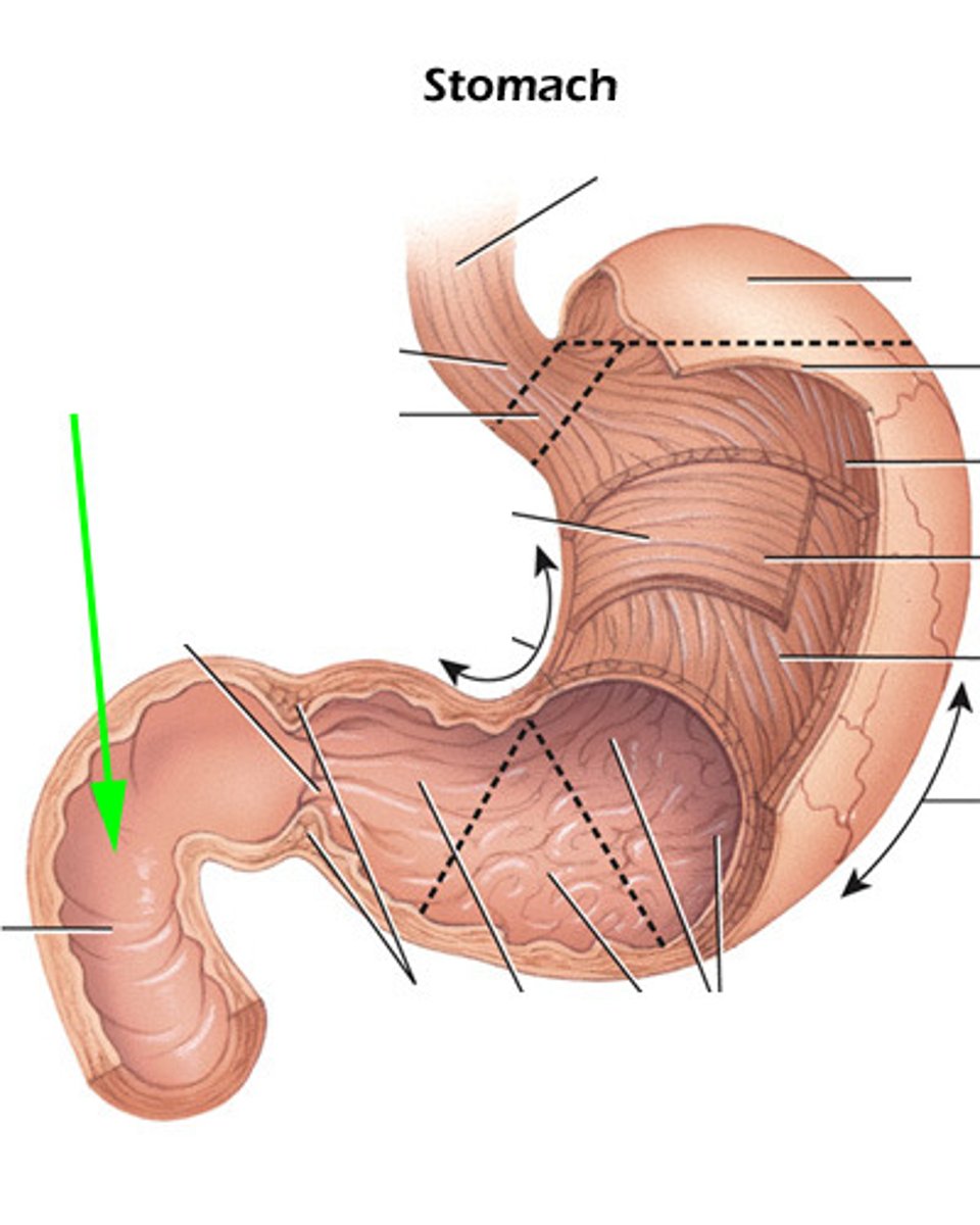 knowt flashcard image