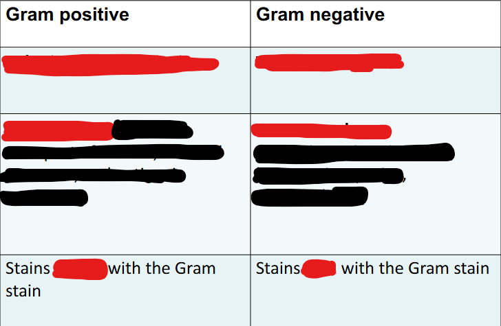 <p>Differentiate Gram Positive bacteria vs. Gram Negative bacteria</p>