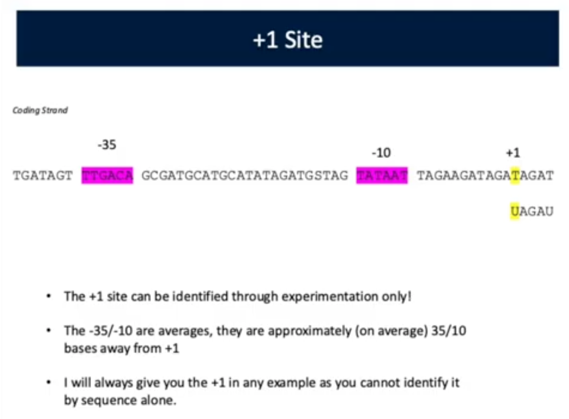 <p>+1 Strand (Promoter Region)</p>