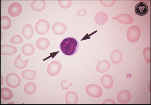 <p>What is this cell?</p>