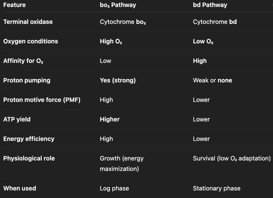 <p><strong>high O<sub>2</sub> levels</strong> (log phase) → <strong>bo<sub>3</sub> branch</strong> → high ATP yield, promotes growth</p><p><strong>low O<sub>2</sub> levels</strong> (stationary phase) → <strong>bd branch </strong>(minimal proton pumping) → low ATP yield, promotes survival</p>