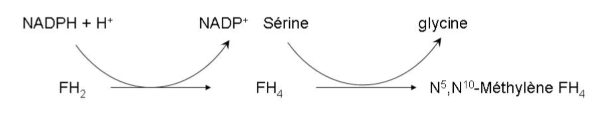 <p>1) FH<sub>2 </sub>→ FH<sub>4</sub> (dihydrofolate réductase, oxydation 1 NADP)</p><p>2) FH<sub>4</sub> → N<sup>5</sup>,N<sup>10</sup>-méthylène FH<sub>4</sub> (réaction avec la sérine produisant de la glycine) </p>