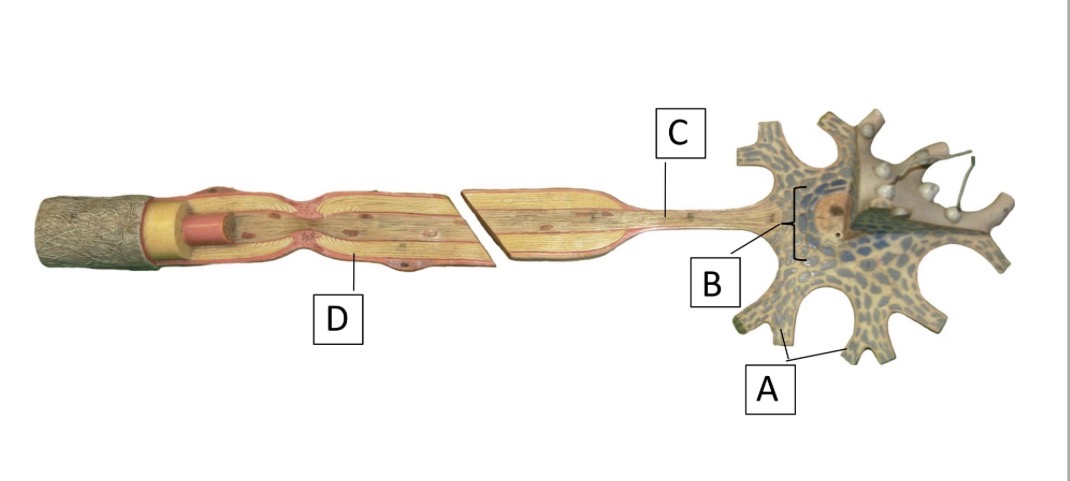 <p><span>Name the cell that the model represents.</span></p>