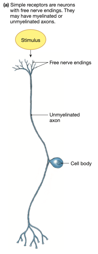 <p><strong>Free nerve endings.</strong></p><p>Pain receptors are spread thoughout the ENTIRE body SANS for the <strong>brain.</strong></p><p><mark data-color="red" style="background-color: red; color: inherit;">4 Pain types: based on </mark><strong><em><u><mark data-color="red" style="background-color: red; color: inherit;">type of painful stimuli:</mark></u></em></strong></p><ul><li><p>Thermal</p></li><li><p>Chemical</p></li><li><p>Mechanical</p></li><li><p>Polymodal (two or more of the above)</p></li></ul><p>Can be triggered by the <strong>stimulus itself </strong>OR by chemicals released by neighbouring cells from tissue damage (<strong>cytokines</strong>)</p>