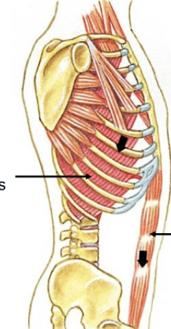 <p><strong>Abdominal </strong>and <strong>internal intercostals </strong>(move inferior ribs inferiorly and compress viscera = diaphragm moved superiorly)</p>