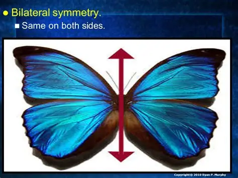 <p>Bilateral symmetry</p>