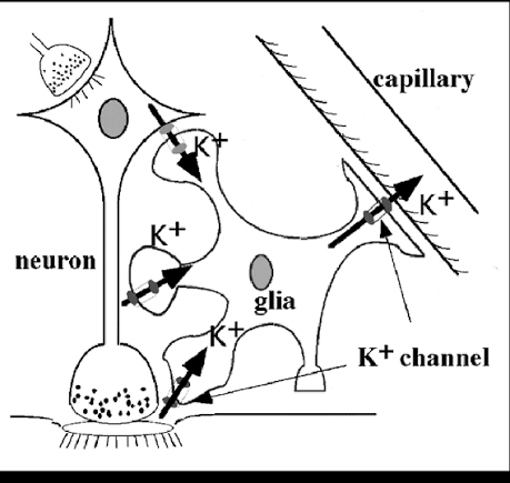 <ul><li><p>-90</p><ul><li><p>selectively permeable to mainly K+</p><ul><li><p>Ek = MP</p></li></ul></li></ul></li></ul><p></p>