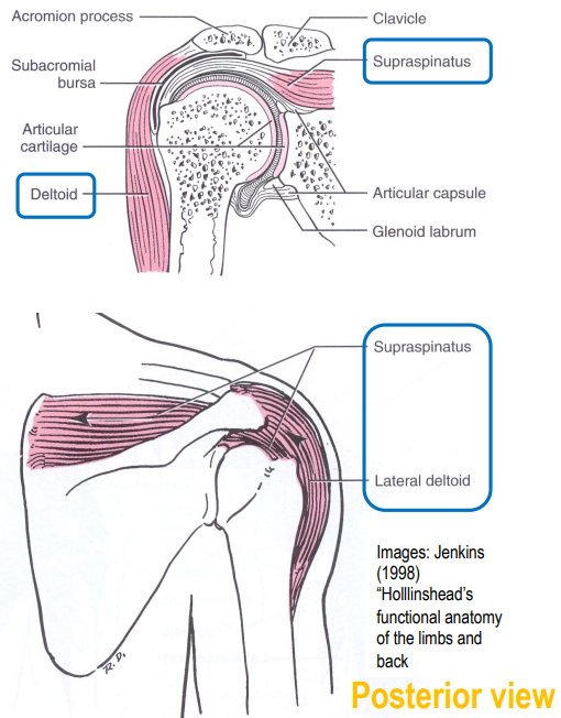 <ul><li><p>deltoid</p></li><li><p>supraspinatus</p></li><li><p>deltoid (lateral)</p></li></ul><p></p>