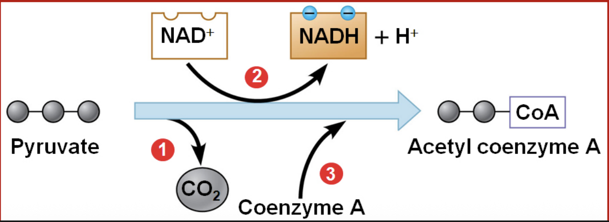 <p>In the presence of O₂, pyruvate enters the <strong>mitochondrion</strong> and is converted into <strong>acetyl-CoA</strong>. During this conversion, <strong>NAD⁺ is reduced to NADH</strong> and CO₂ is released.</p>