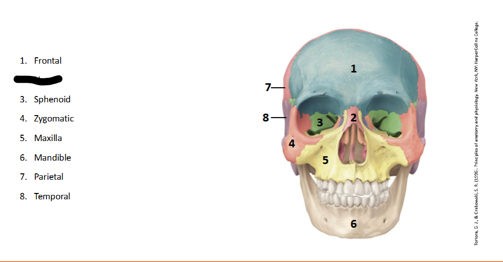 <p>What landmark within the <strong>Skull?</strong></p>
