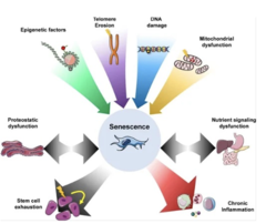 <p>What is the effect of critically short telomeres?</p>