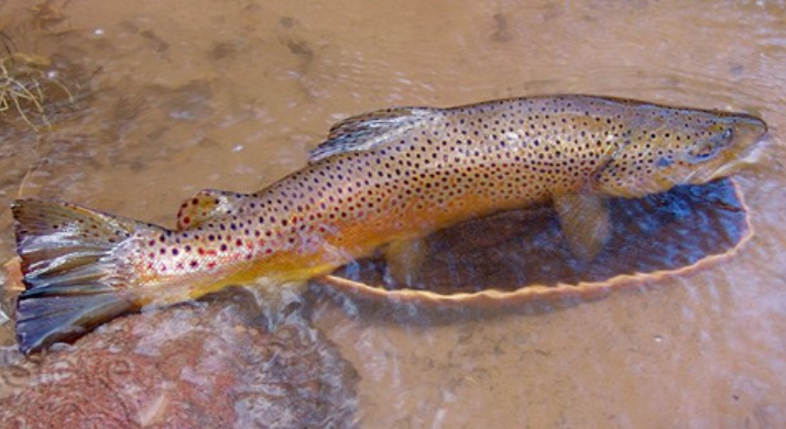 <p>Brown trout</p>