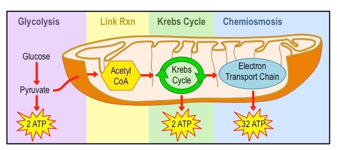 <p>glycolysis: net 2 ATP (4 produced - 2 invested)</p><p>pyruvate to acetyl-CoA: 0 ATP</p><p>citric acid cycle: 2 ATP</p><p>ETC: 28 ATP</p>